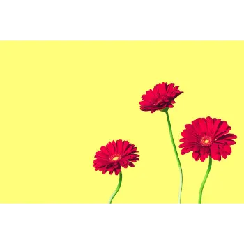 Fresh Cut Flowers